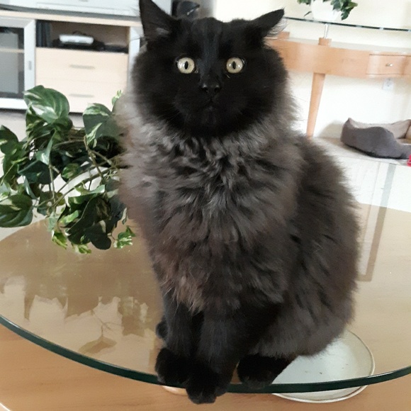 ๐ฌ Shop till you drop! ๐ฌ - Picture 3 of 7